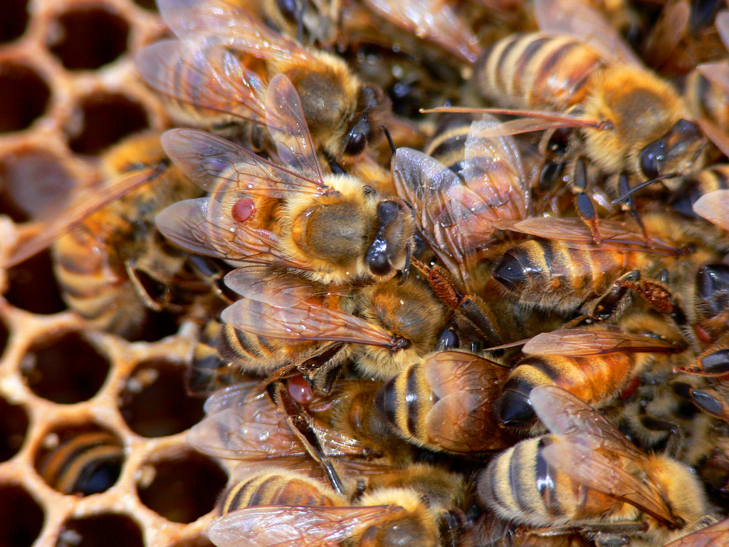 Bee populations have been falling for years, mainly due to intensive agriculture and pesticides <a target="_blank">(Photo: Brad Smith)</a>