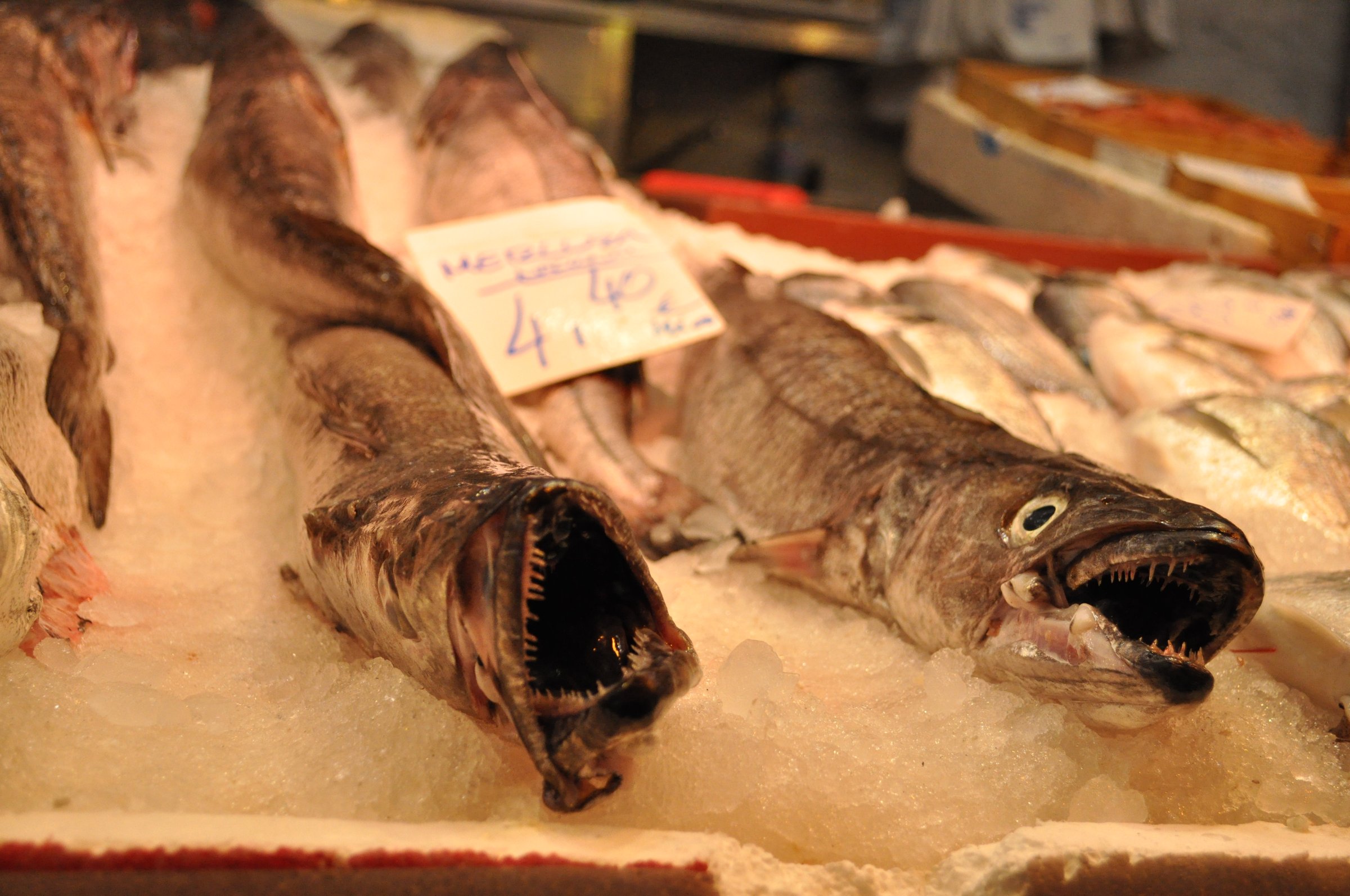 'It really is in the interest of the fishing industry itself to do more to protect the Mediterranean biodiversity. It will not be an easy transition, because the socio-economic aspect needs to be managed' according to researcher Saša Raicevich (Photo: Mar Cabra)