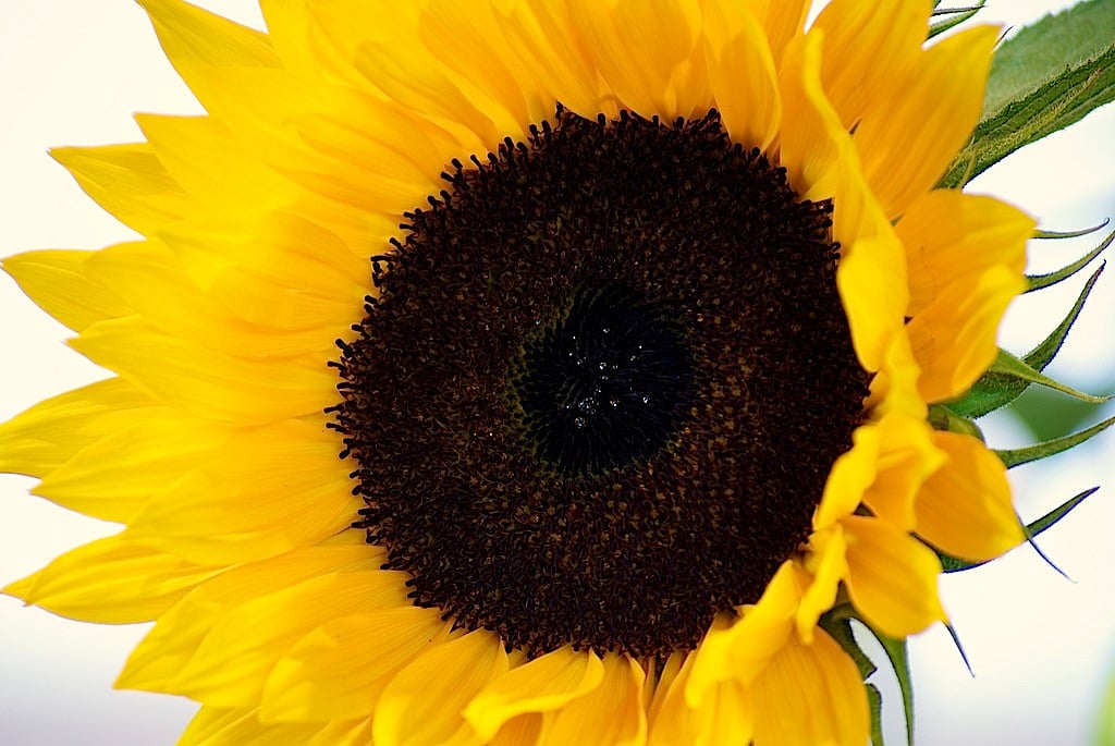 Sunflower: each 60 minutes, the sun casts upon the earth more energy than we consume in a year (Photo: Damian Synnott)