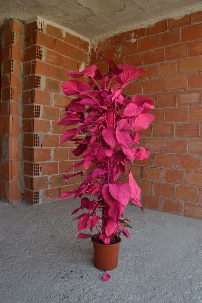 Art piece "Jaula de Oro" by Marlon de Azambuja (Photo: Jaula de Oro - Marlon de Azambuja)