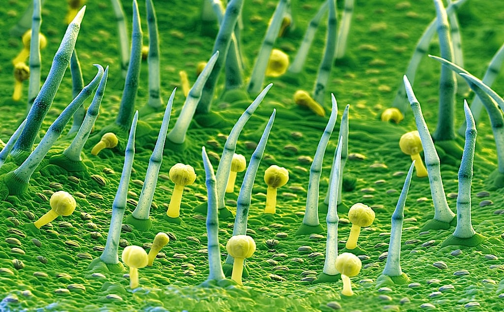 Opposition to GMOs is strong in Europe (Photo: Basf)