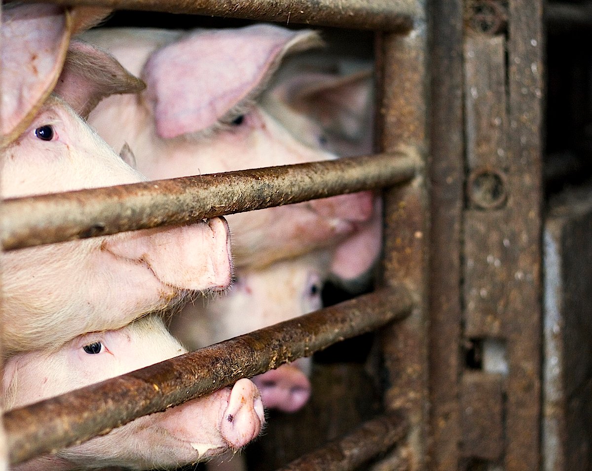 At least 63 percent of Denmark's breeding pigs are infected with LA-MRSA, but buyers abroad are told nothing. <a target="_blank">(Photo: Carl Jones)</a>