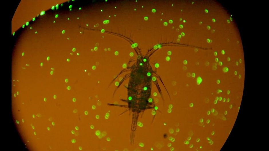Zooplankton ingesting plastic microbeads. When plankton consume toxic plastic debris, it is likely that animals higher up the food chain will also be contaminated. <a target="_blank">(Photo: Verity White, Five Films)</a>