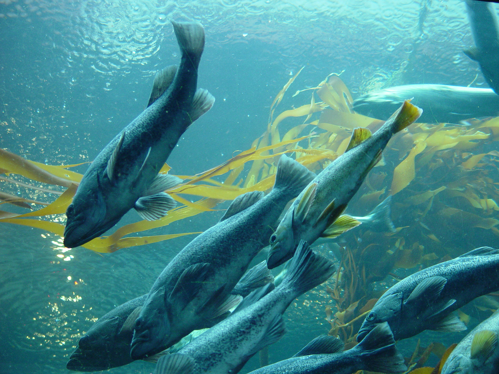 Salmon is Scotland's top food export, in need of omega-3 rich fish food (Photo: Melissa Doroquez)