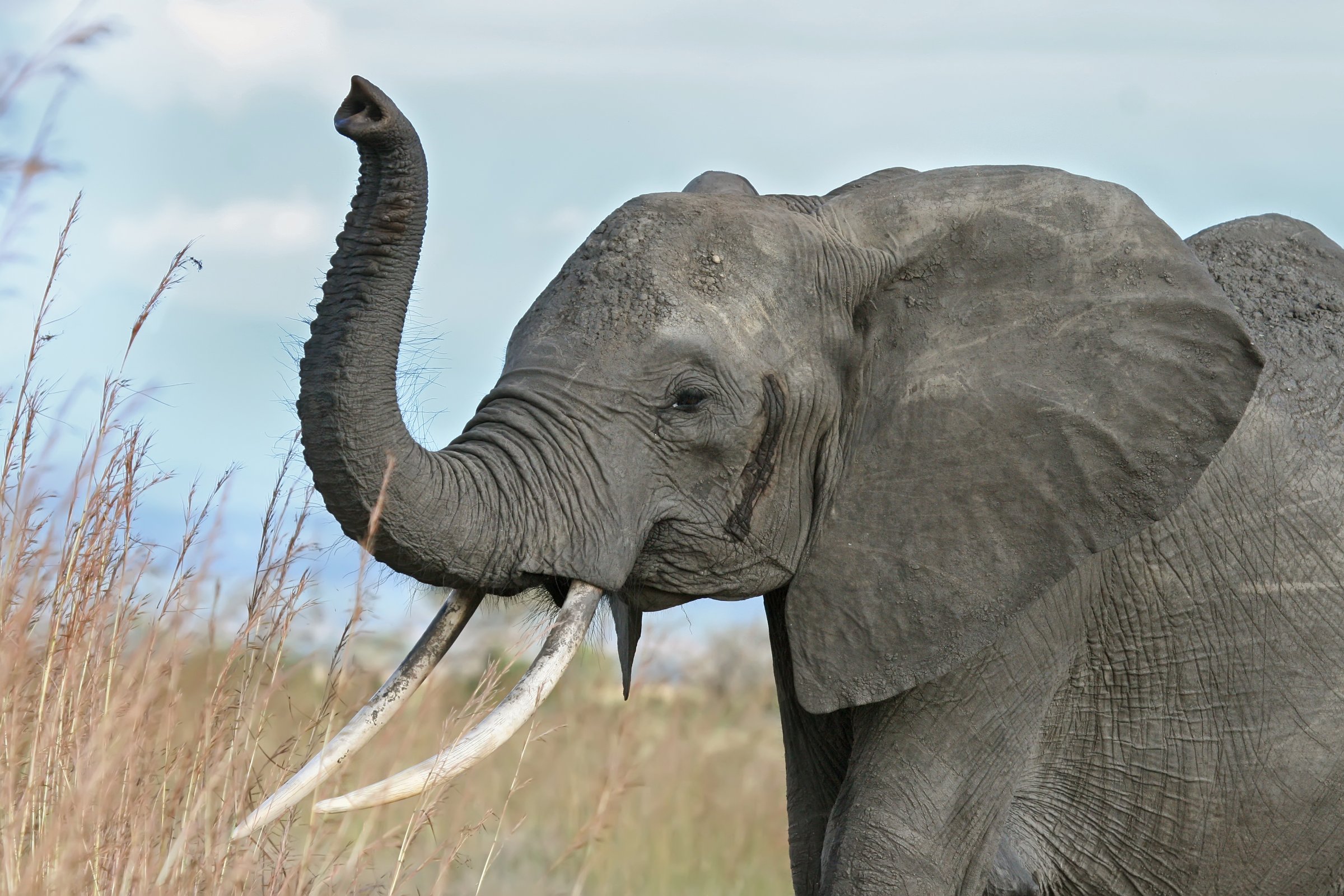 'Don't forget me, Mr Juncker!' - an African elephant raises its trunk in warning (Photo: Wikimedia)