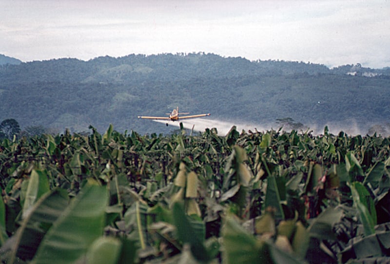 The two pesticides in question are chlorpyrifos and chlorpyrifos-methyl - whose EU approval is due to run out in January 2020. (Photo: Nick Shaw / Banana Link)
