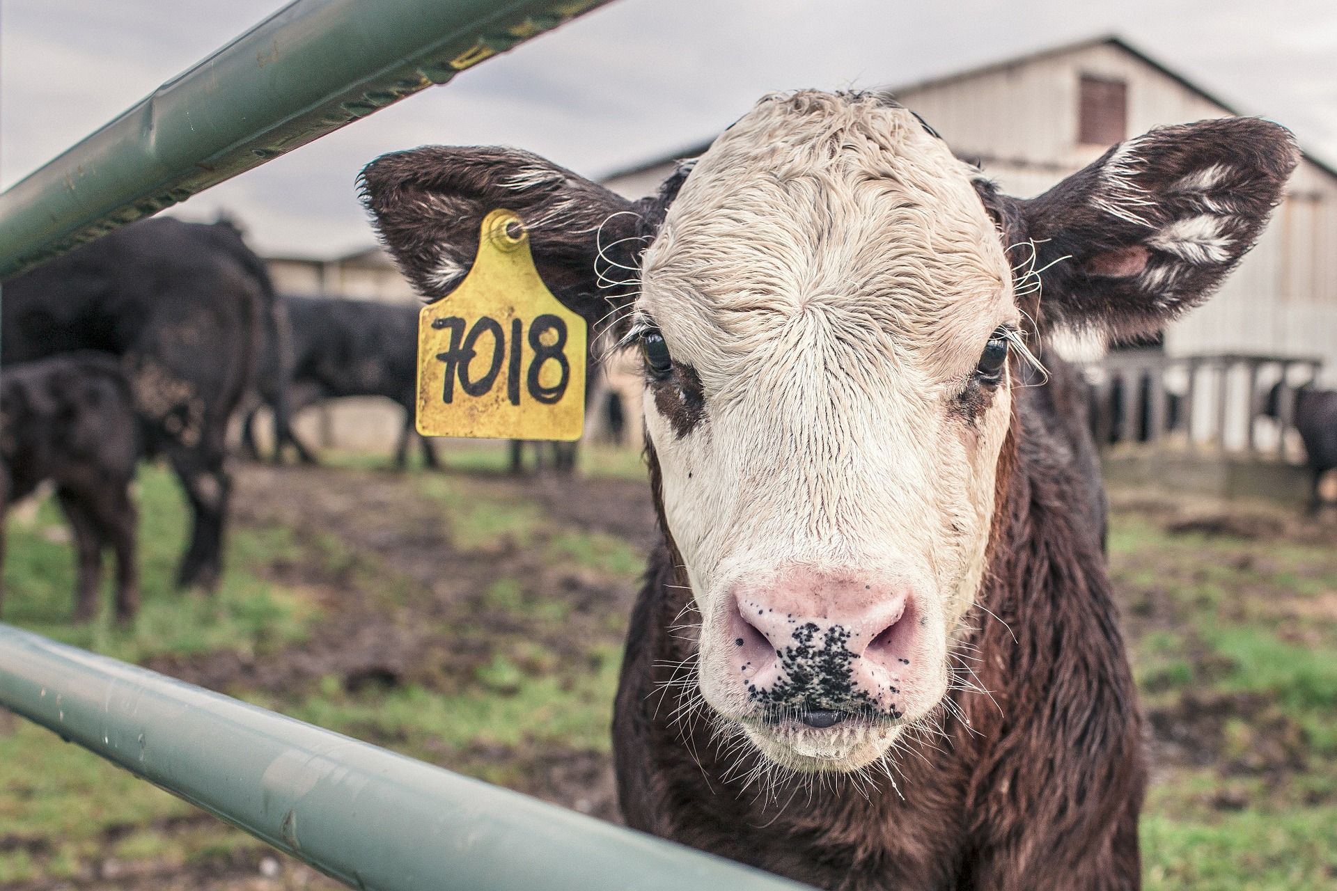 Stunning animals before slaughter and avoiding unnecessary suffering is surely the least we owe these fellow sentient beings (Photo: Pixabay)