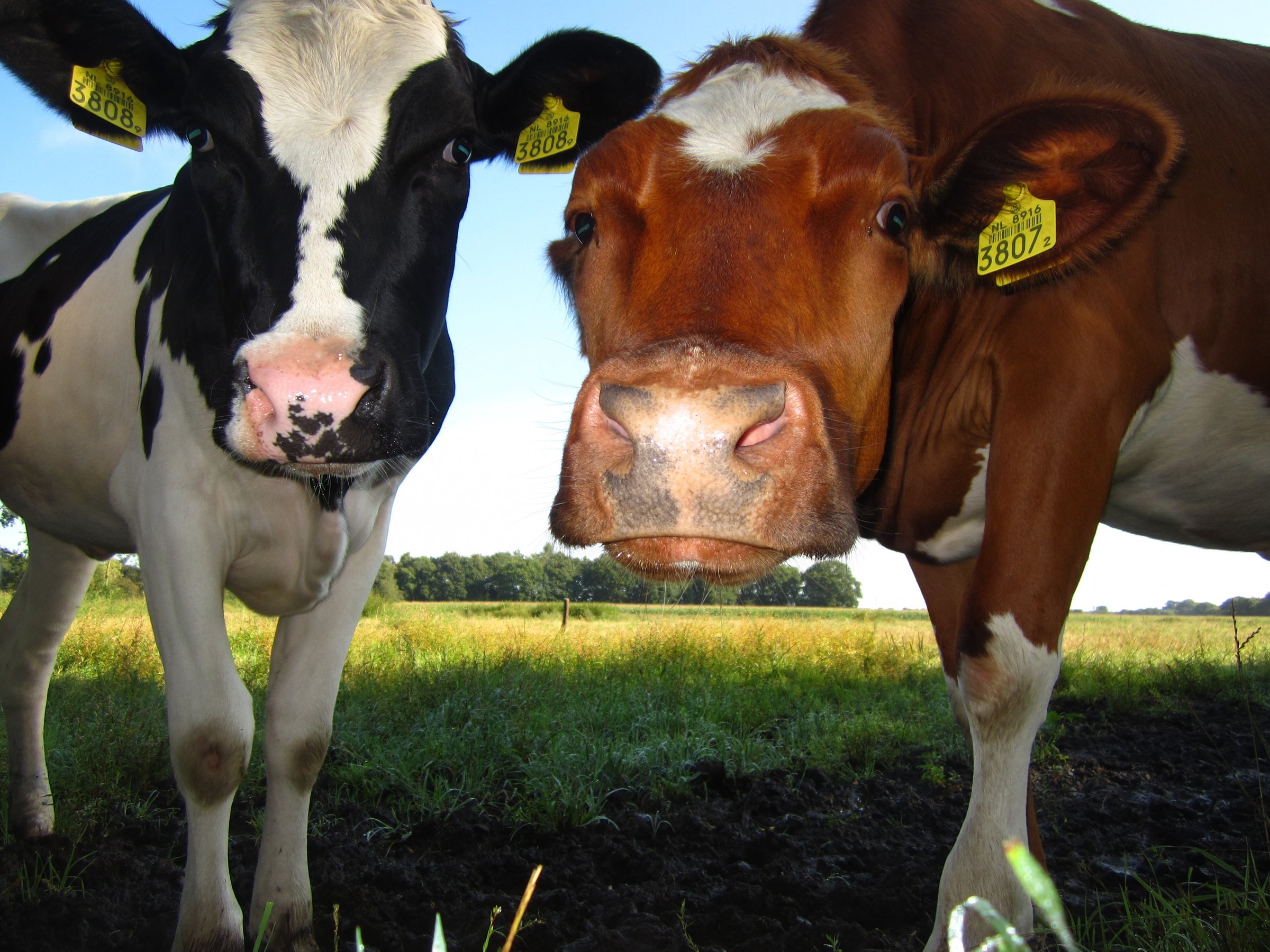 One interesting area of research is new types of feed for cows so they will let out less methane (Photo: Humane Society)