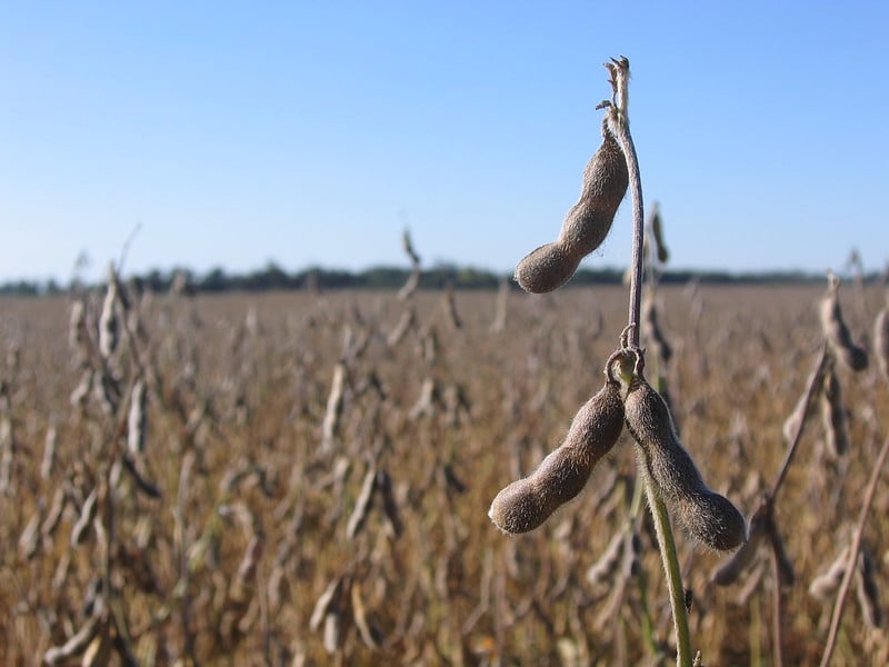 In 2019, the EU imported 355,979 tonnes of soy (both seeds and meal) from the Chaco ecoregion (Photo: Javier)
