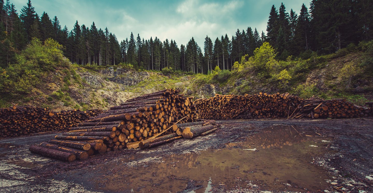 The European Commission delayed its landmark deforestation law, in the wake of immense pressure from the centre-right European People’s Party, industry, and countries affected. (Photo: CodiePie)