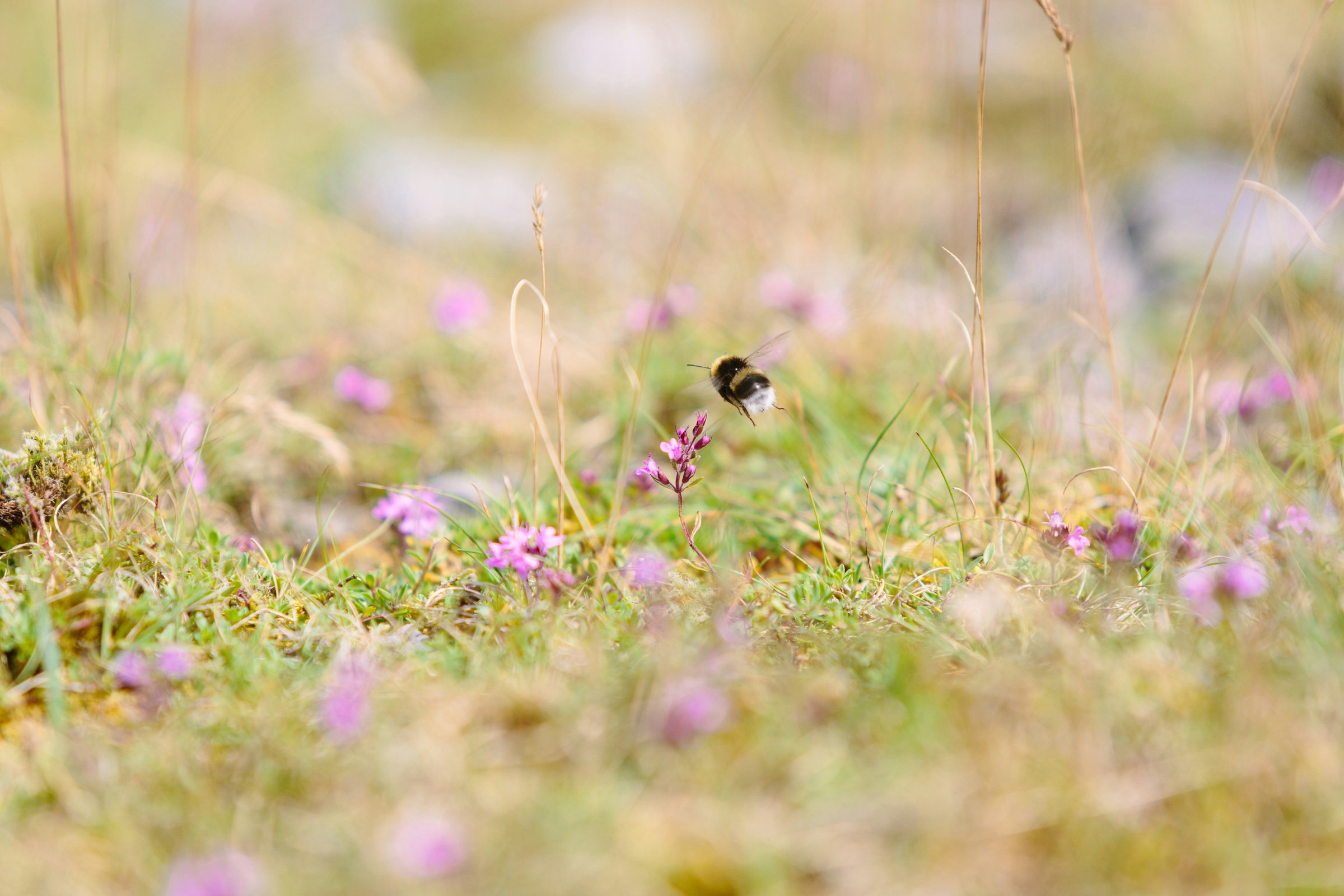Five years after promising a law to prevent EU firms from selling pesticides which have been banned across the bloc, nothing has been published (Photo: Mike Erskine)