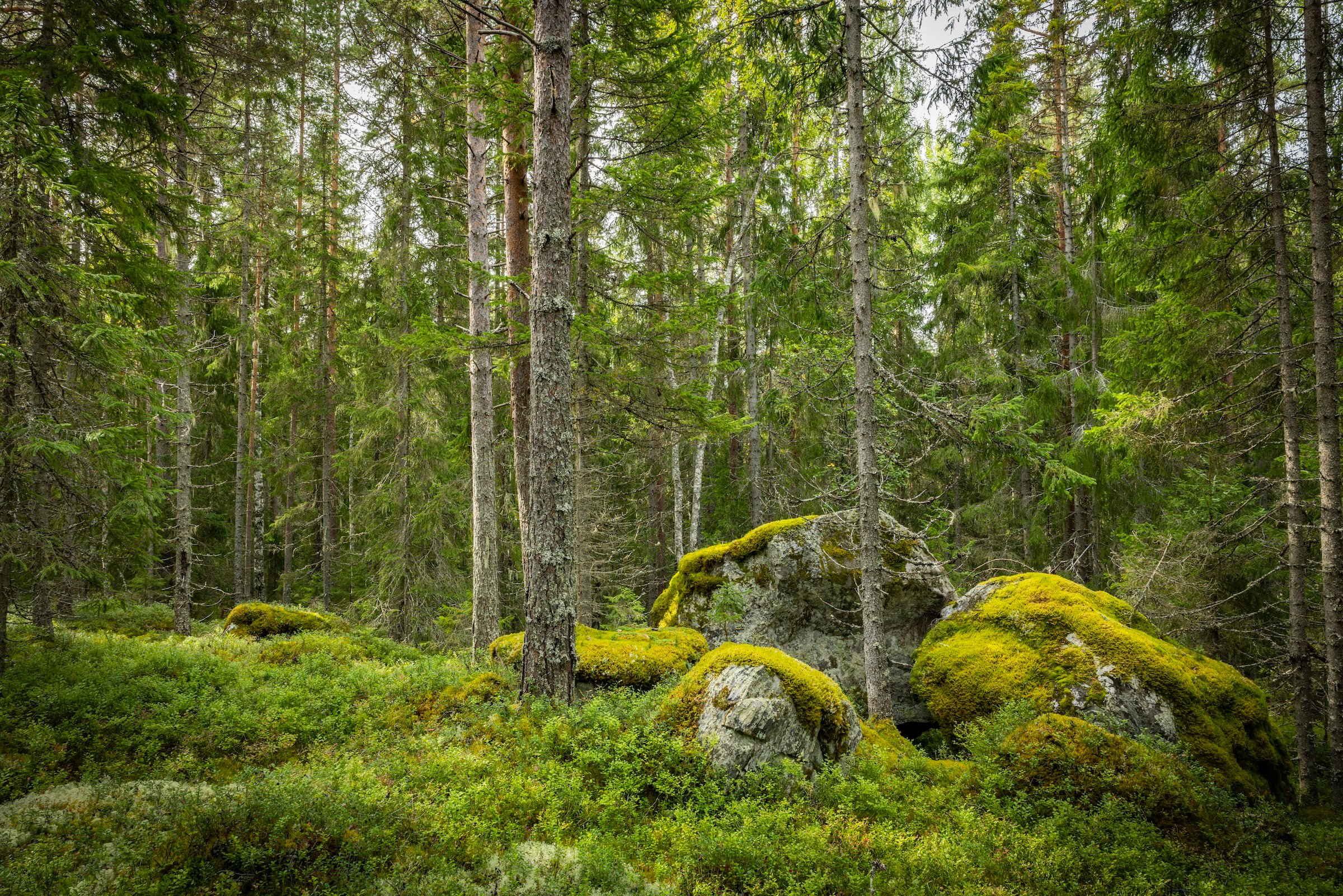 We must allow Europe to grow with its forests. (Photo: Svenska Cellulosa Aktiebolaget)