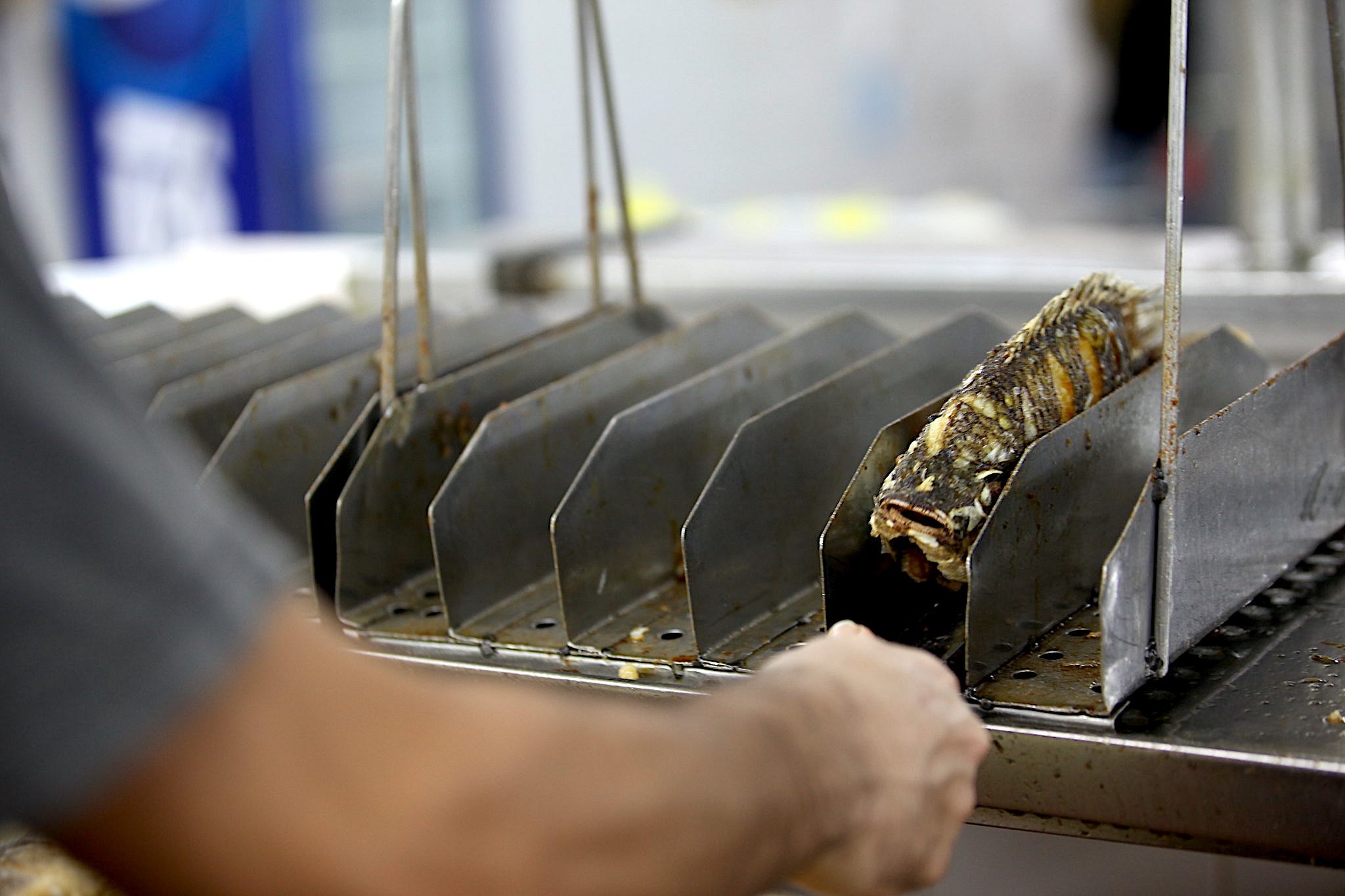 Israel exports some €2,000 of live ornamental fish to Belgium each year, but Belgium exported almost no fish products to Israel ever, according to UN data (Photo: State of Israel)