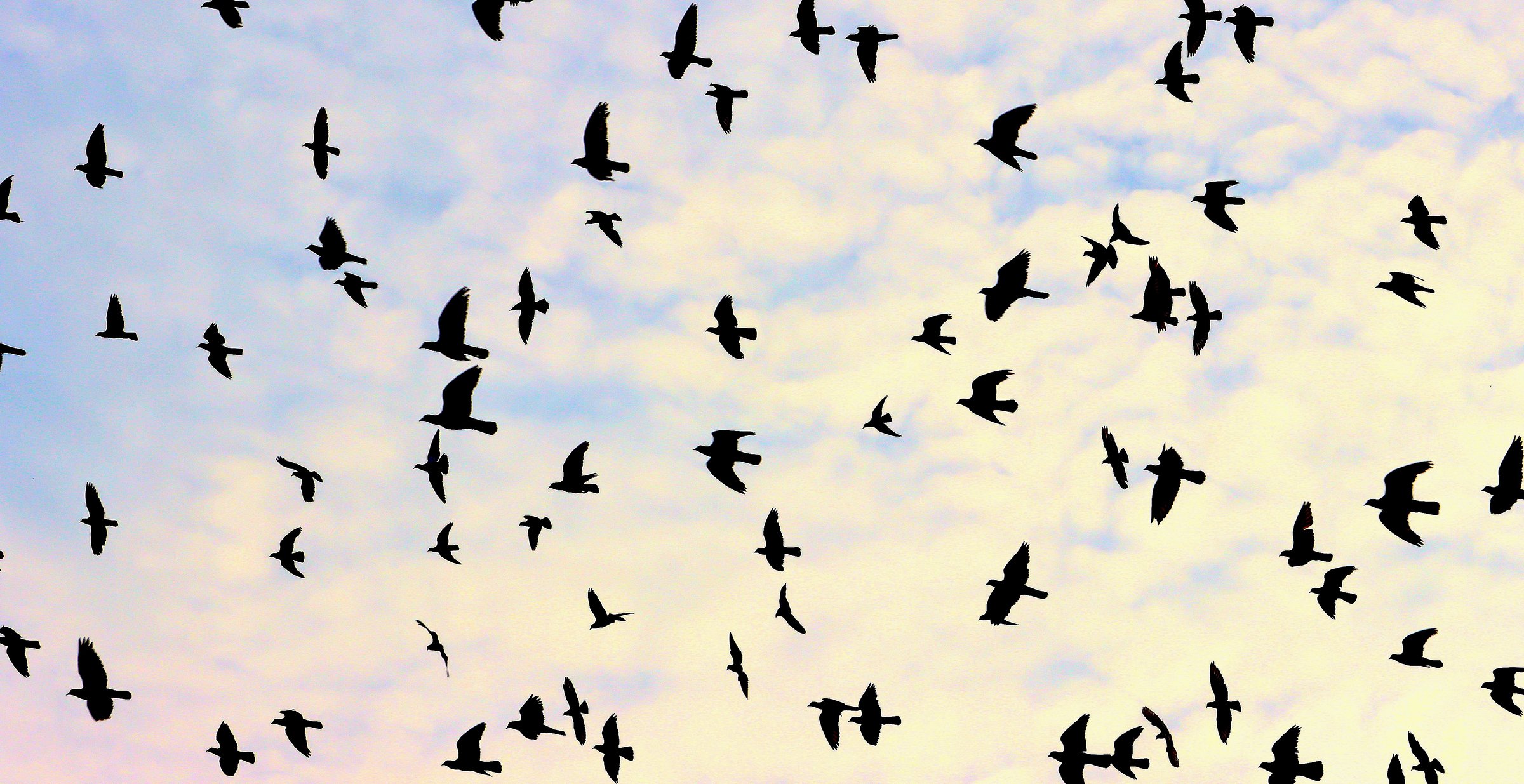 Queen Olga of Kyiv used homing pigeons to avenge her murdered husband in a drone-history first over 1,000 years ago (Photo:  P. L. Tandon)