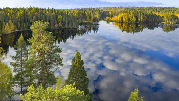 EU bioeconomy aspirations require an increasing supply of renewable wood