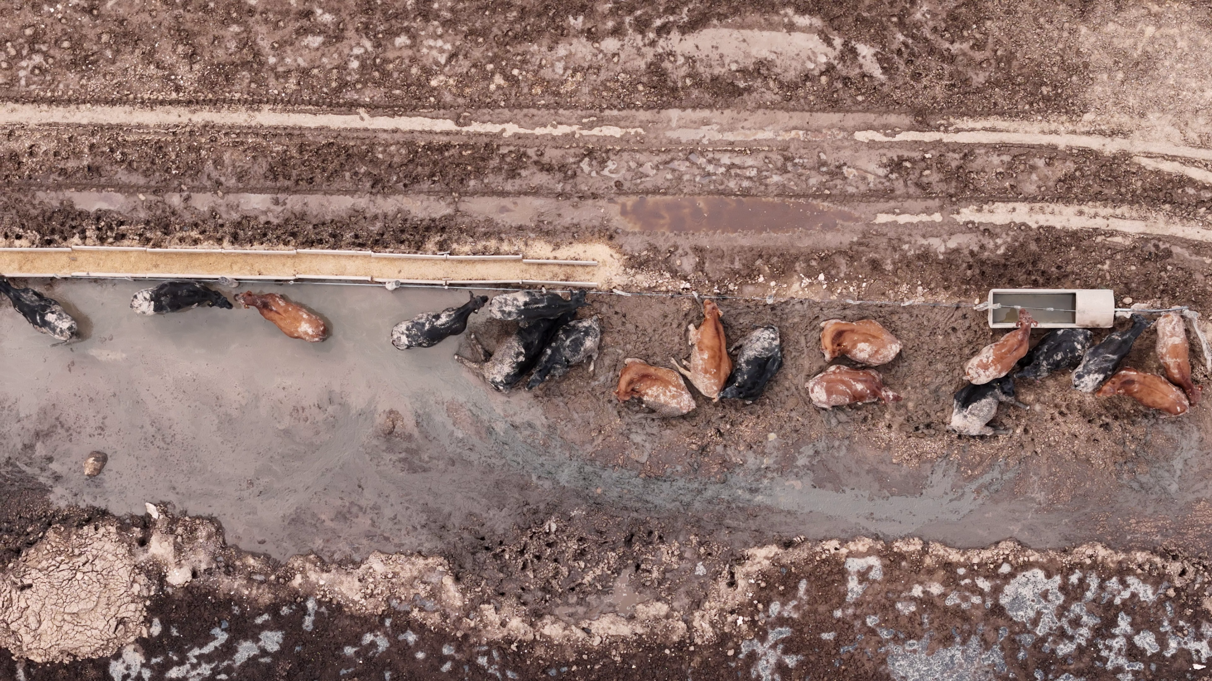 A cattle farm in Argentina