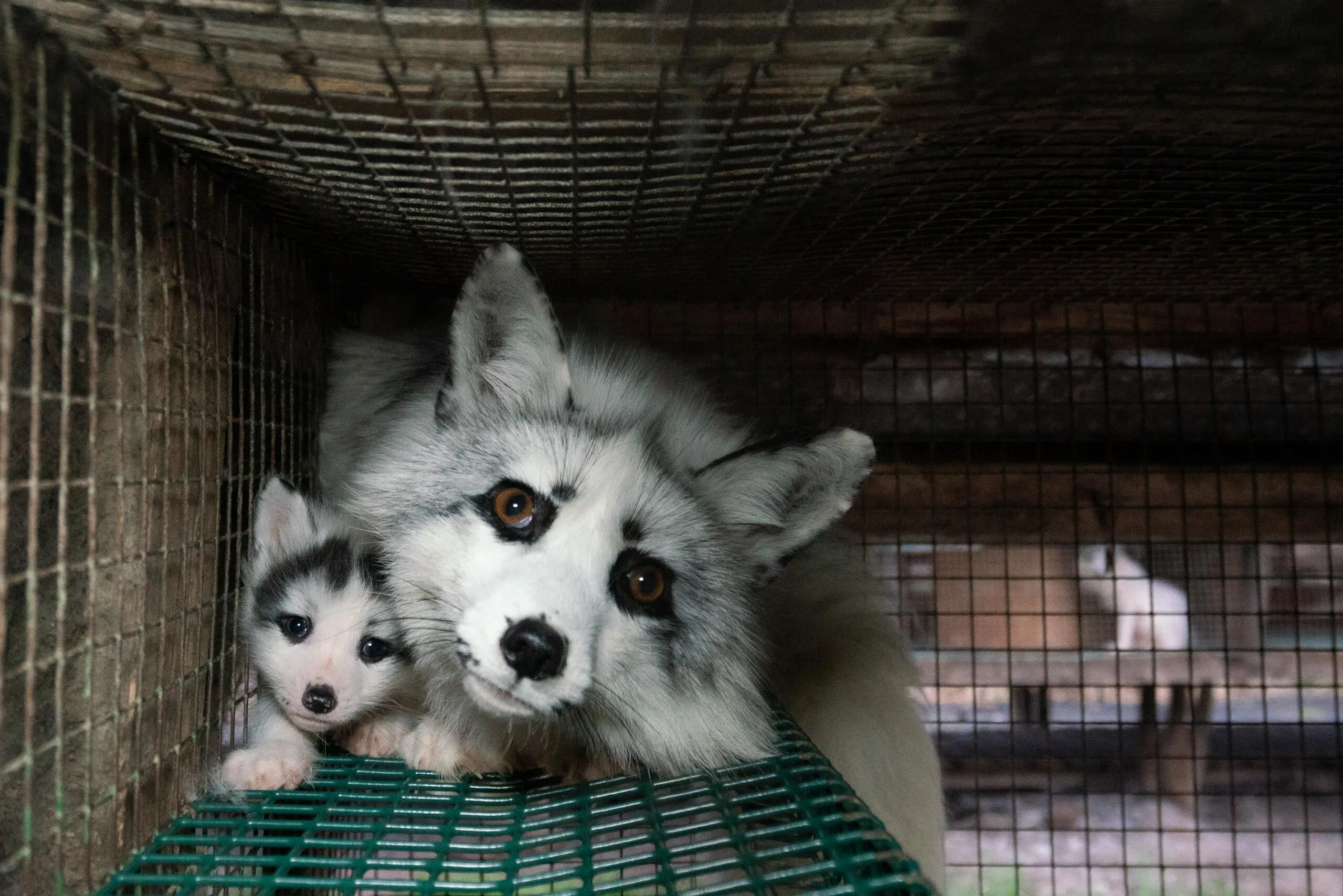euobserver.com - Mike Moser - Former fur industry Director calls for complete fur farming ban