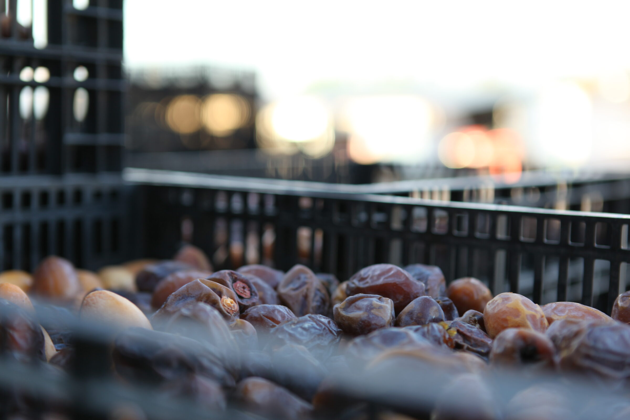 One in six of Israeli dates sold to EU comes from illegal settlements, a recent study found