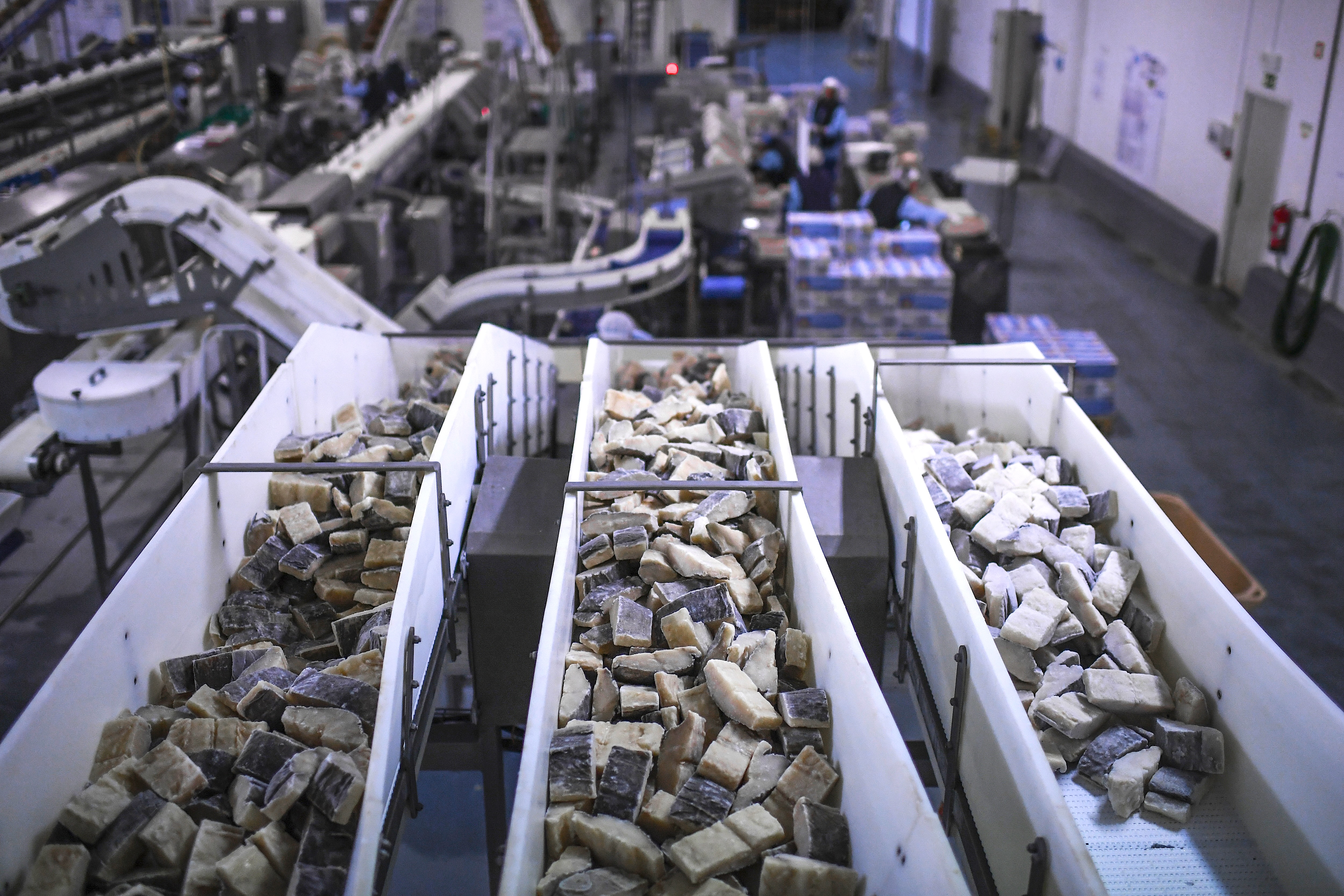 German appetite for Russian cod puts EU fish sanctions at risk
