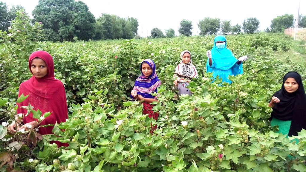 How Pakistan’s slave‐like cotton labour still feeds EU fashion despite new rules