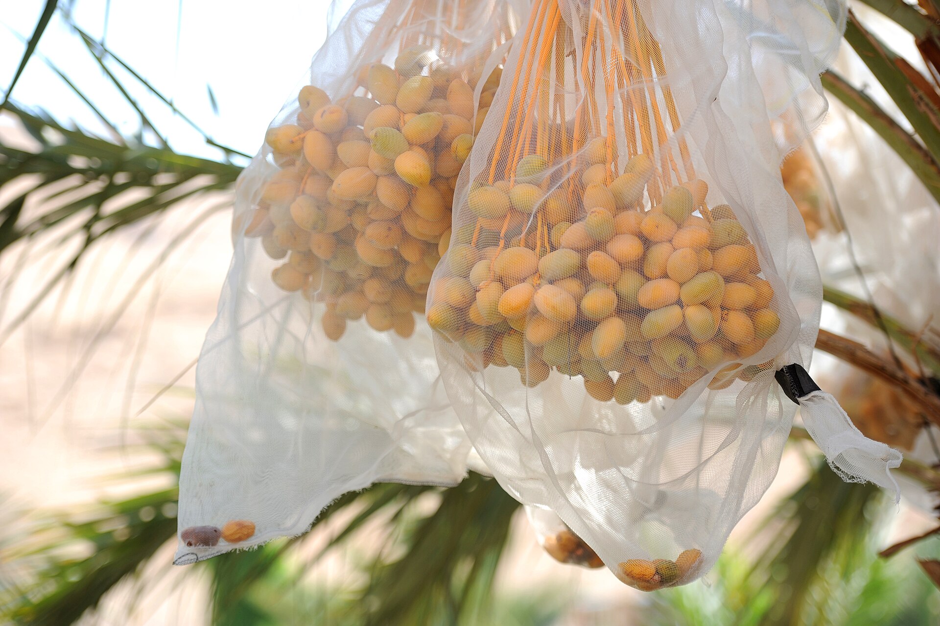 euobserver.com - Víctor López - Three Israeli farm companies advertise exports from occupied West Bank to Spain, defying settlement products ban