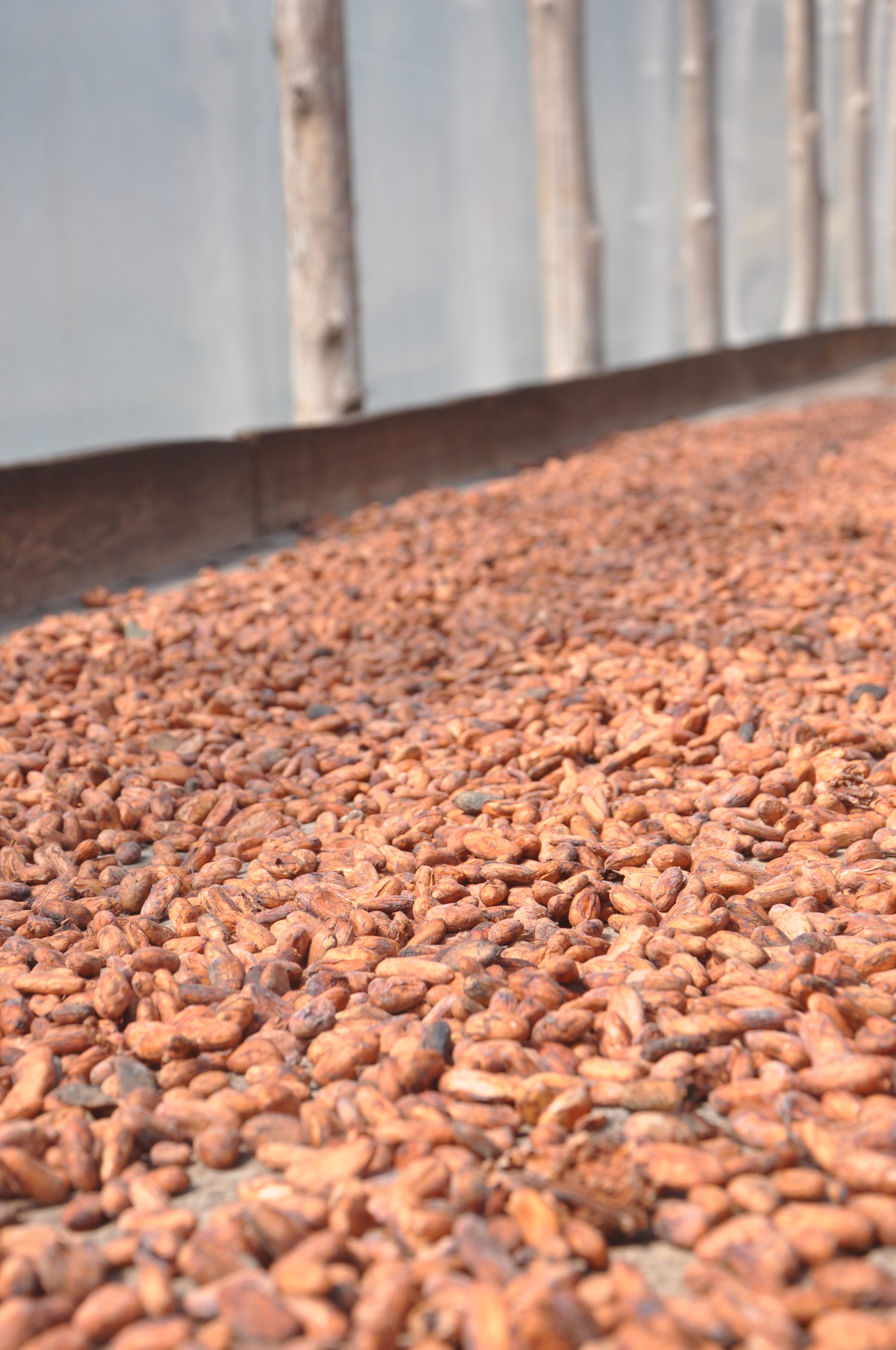 A queda acentuada dos preços do cacau está deixando agricultores e entidades do setor em situação precária em toda a África Ocidental.